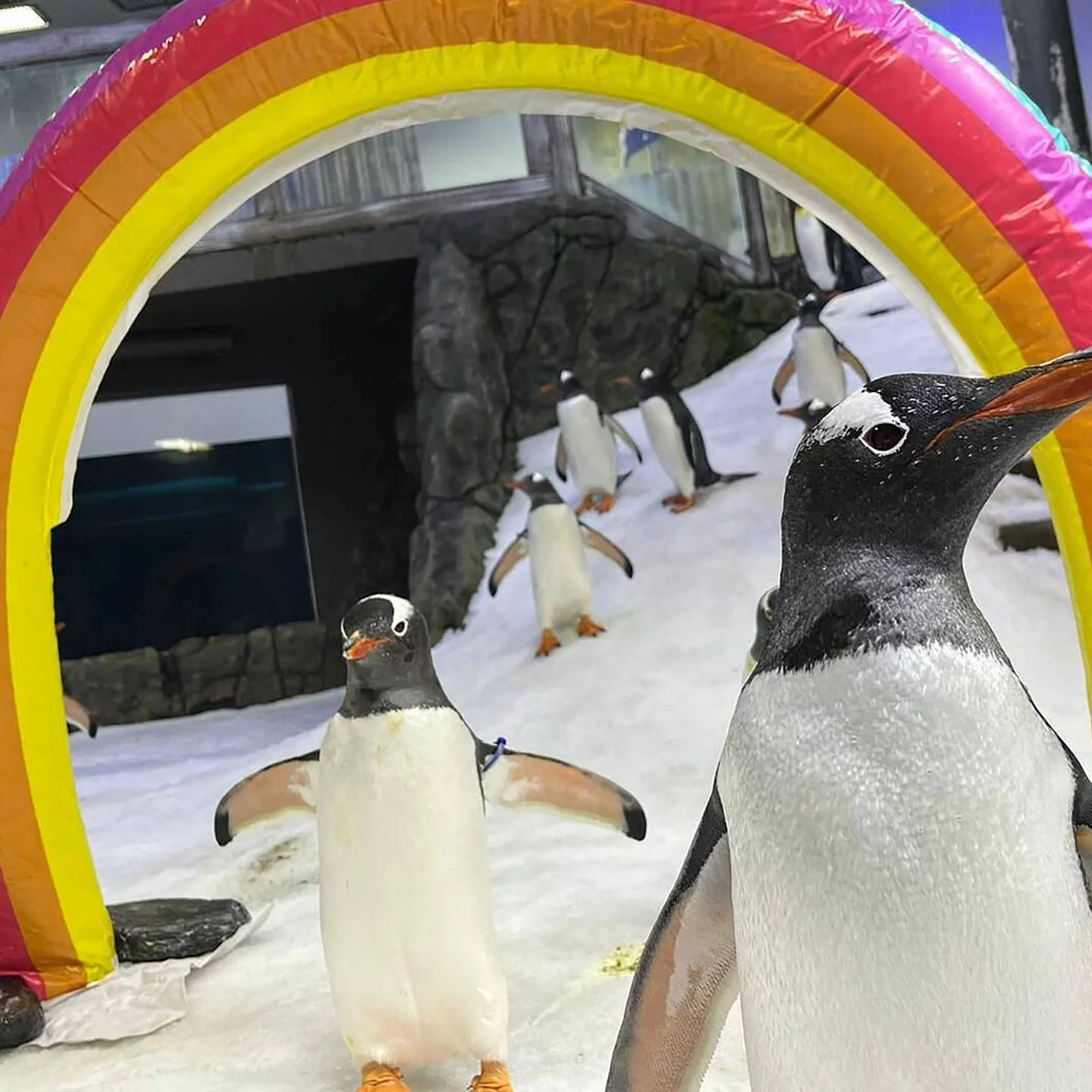 Les comportements homosexuels sont observés dans la nature